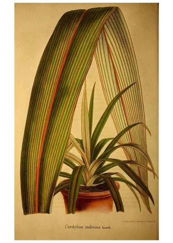 Reproducción/Reproduction 49204115187: Belgique horticole.. Liége.. 