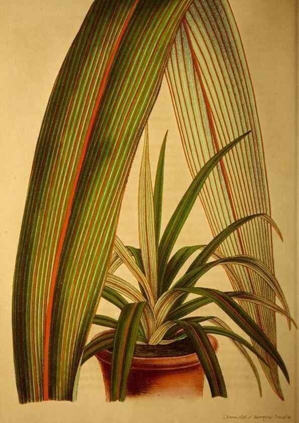 Reproducción/Reproduction 49204115187: Belgique horticole.. Liége.. 