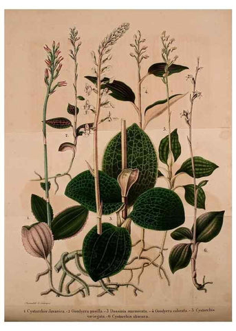 Reproducción/Reproduction 49203901776: Belgique horticole.. Liége.. 