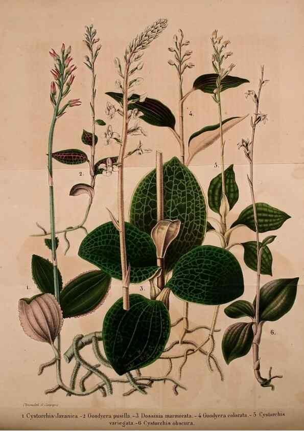 Reproducción/Reproduction 49203901776: Belgique horticole.. Liége.. 