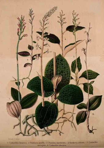 Reproducción/Reproduction 49203901776: Belgique horticole.. Liége.. 