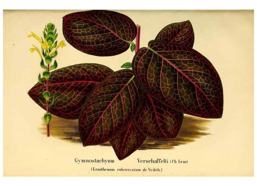 Reproducción/Reproduction 49203536846: Belgique horticole.. Liége.. 