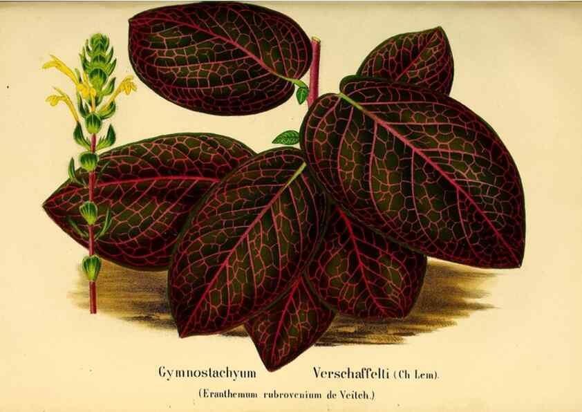 Reproducción/Reproduction 49203536846: Belgique horticole.. Liége.. 