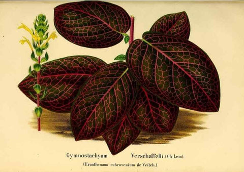 Reproducción/Reproduction 49203536846: Belgique horticole.. Liége.. 