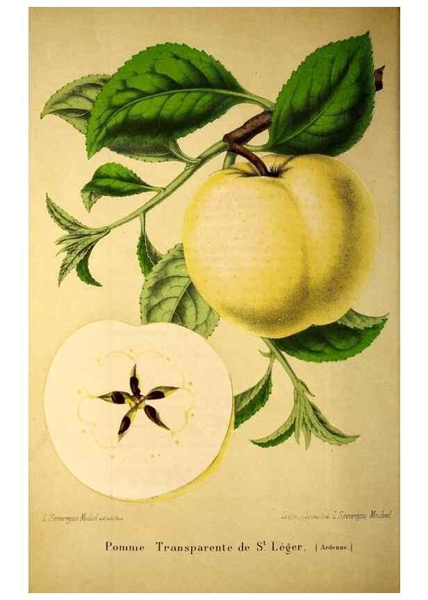 Reproducción/Reproduction 49203532856: Belgique horticole.. Liége.. 
