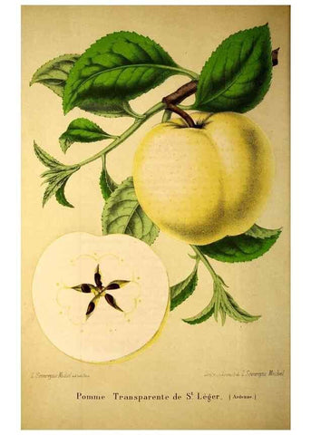 Reproducción/Reproduction 49203532856: Belgique horticole.. Liége.. 