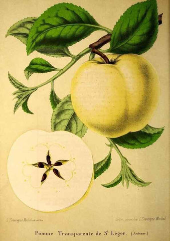 Reproducción/Reproduction 49203532856: Belgique horticole.. Liége.. 