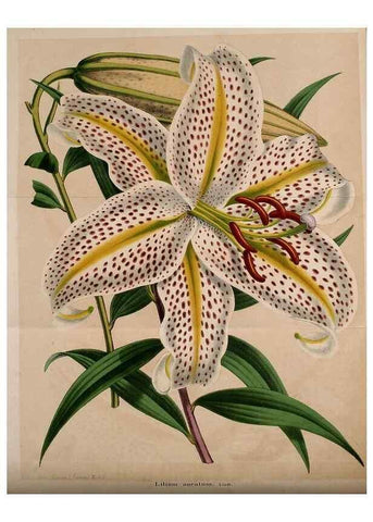 Reproducción/Reproduction 49203047123: Belgique horticole.. Liége.. 
