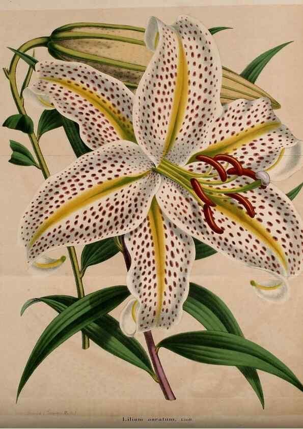 Reproducción/Reproduction 49203047123: Belgique horticole.. Liége.. 