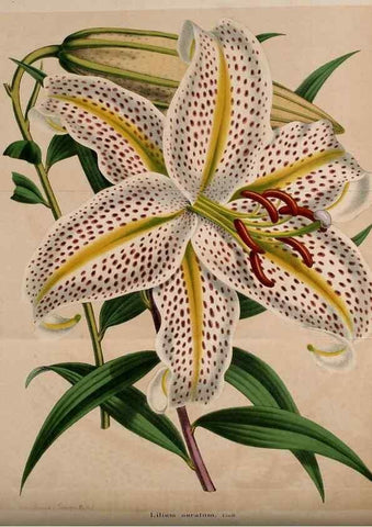 Reproducción/Reproduction 49203047123: Belgique horticole.. Liége.. 