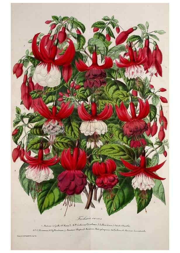 Reproducción/Reproduction 49203743402: Belgique horticole.. Liége.. 