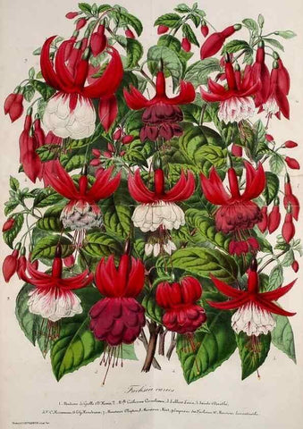 Reproducción/Reproduction 49203743402: Belgique horticole.. Liége.. 