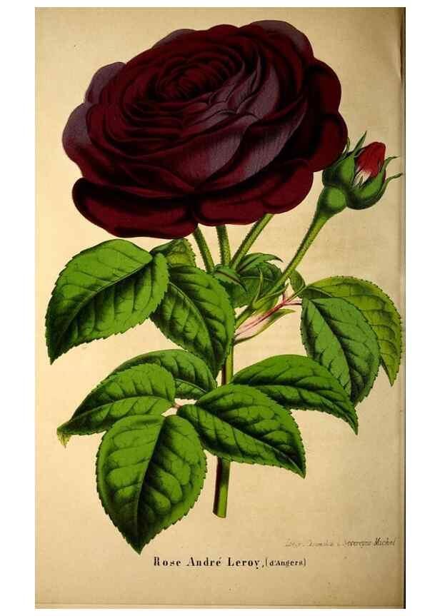 Reproducción/Reproduction 49203048048: Belgique horticole.. Liége.. 