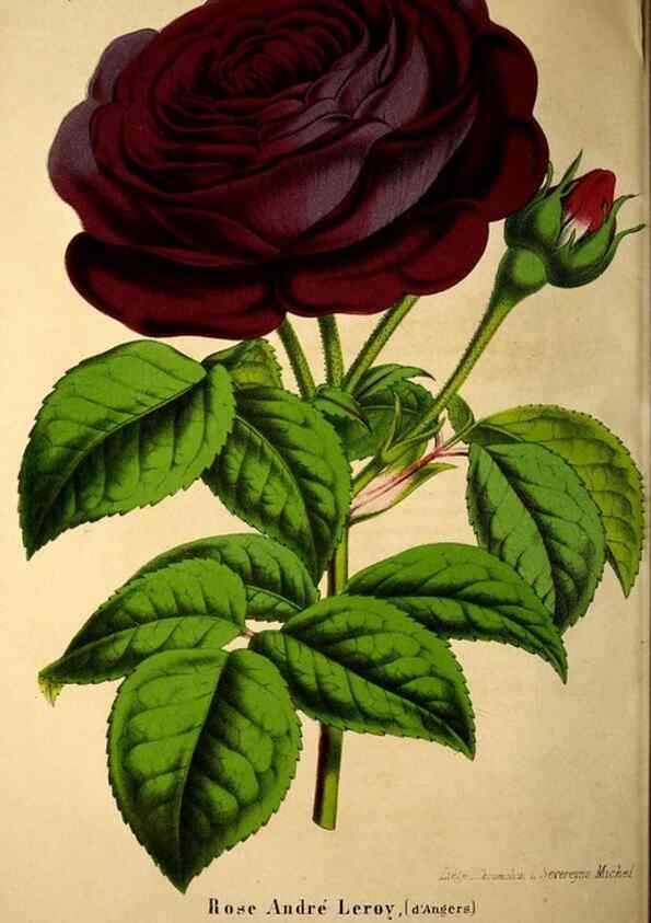 Reproducción/Reproduction 49203048048: Belgique horticole.. Liége.. 