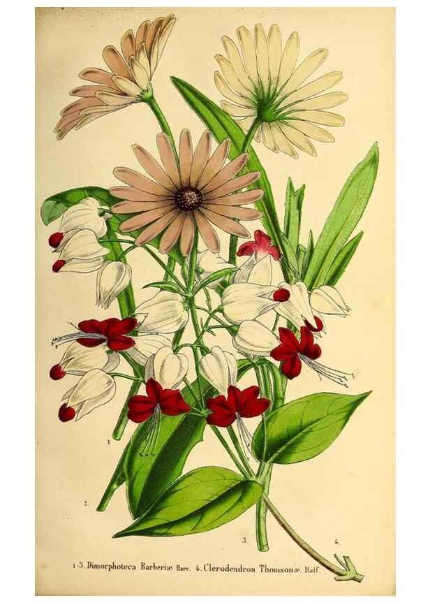 Reproducción/Reproduction 49203534306: Belgique horticole.. Liége.. 