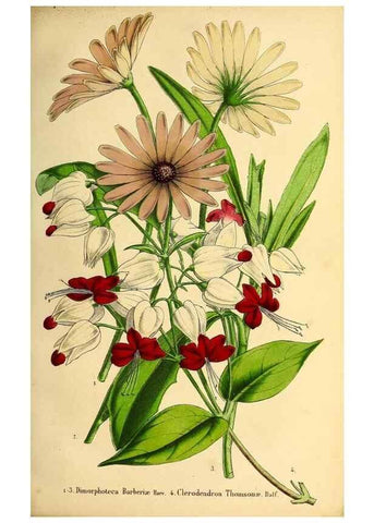 Reproducción/Reproduction 49203534306: Belgique horticole.. Liége.. 