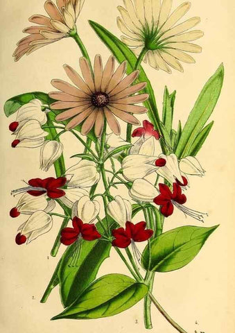 Reproducción/Reproduction 49203534306: Belgique horticole.. Liége.. 