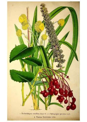 Reproducción/Reproduction 49203534536: Belgique horticole.. Liége.. 