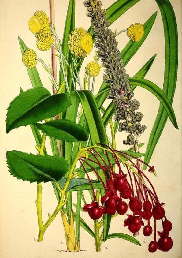 Reproducción/Reproduction 49203534536: Belgique horticole.. Liége.. 