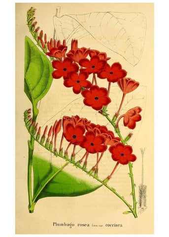 Reproducción/Reproduction 49203048948: Belgique horticole.. Liége.. 