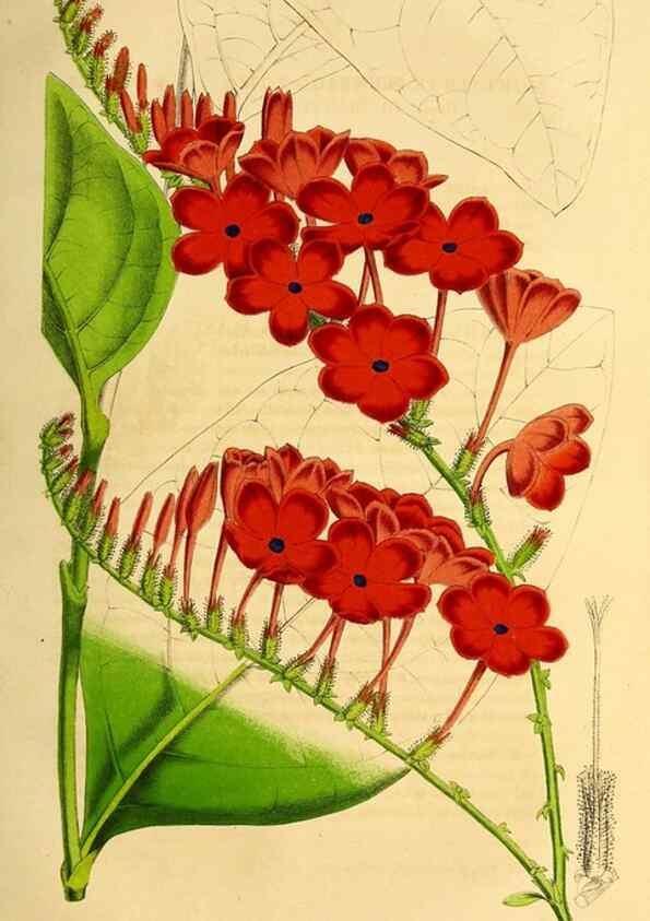 Reproducción/Reproduction 49203048948: Belgique horticole.. Liége.. 