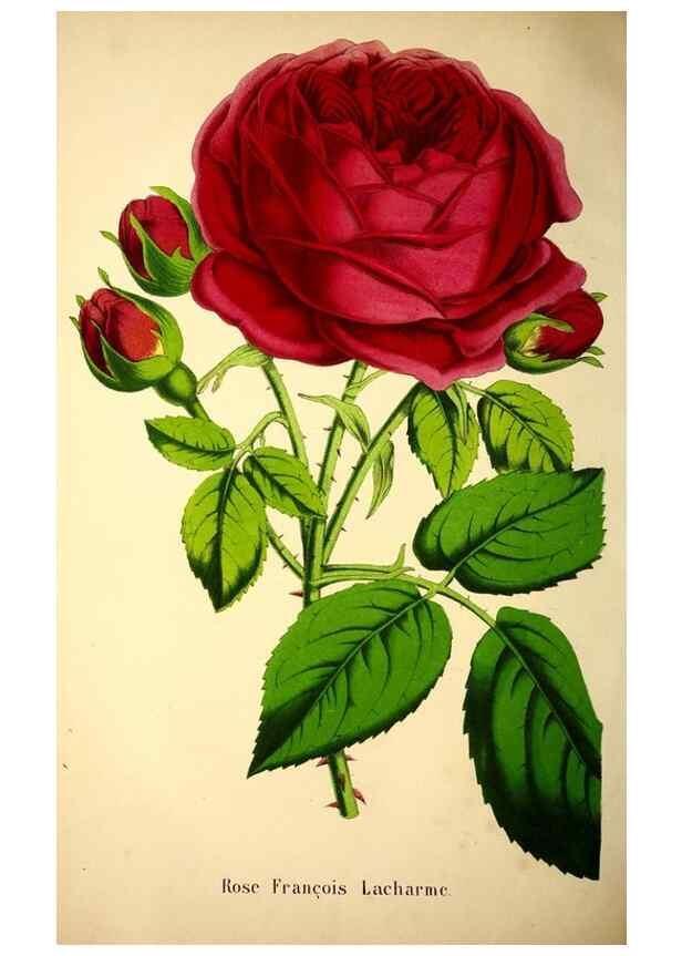 Reproducción/Reproduction 49203744892: Belgique horticole.. Liége.. 