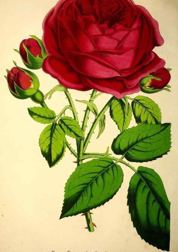 Reproducción/Reproduction 49203744892: Belgique horticole.. Liége.. 