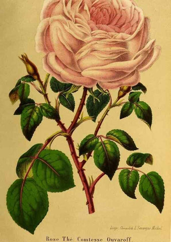 Reproducción/Reproduction 49203535451: Belgique horticole.. Liége.. 