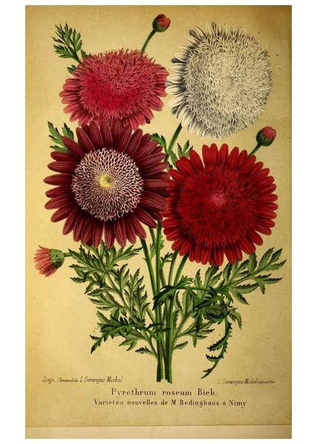 Reproducción/Reproduction 49203050258: Belgique horticole.. Liége.. 