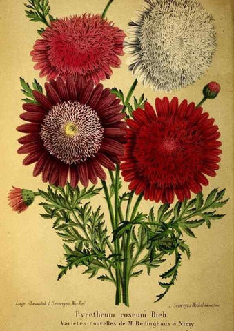 Reproducción/Reproduction 49203050258: Belgique horticole.. Liége.. 