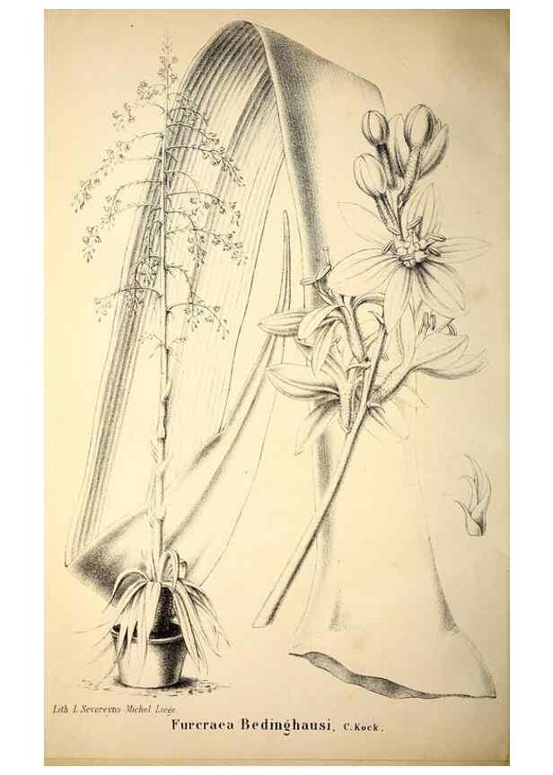 Reproducción/Reproduction 49203050558: Belgique horticole.. Liége.. 