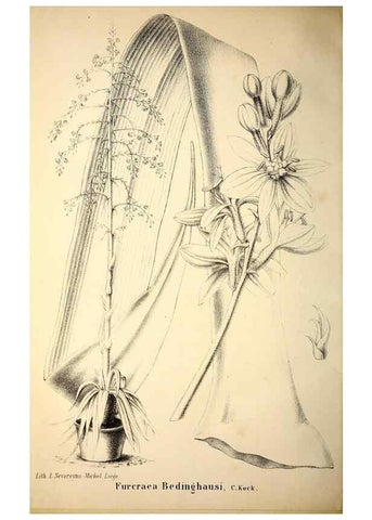 Reproducción/Reproduction 49203050558: Belgique horticole.. Liége.. 