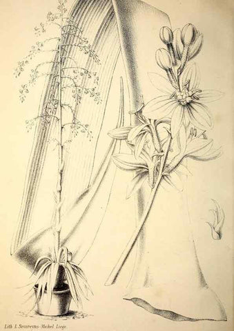 Reproducción/Reproduction 49203050558: Belgique horticole.. Liége.. 