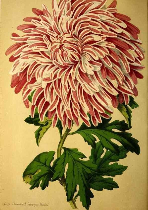 Reproducción/Reproduction 49203744482: Belgique horticole.. Liége.. 