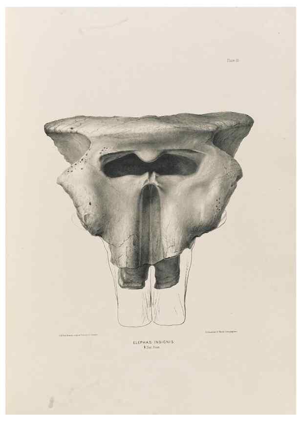 Reproducción/Reproduction 49227263358: Fauna antiqua sivalensis, being the fossil zoology of the Sewalik Hills, in the north of India. London :Smith, Elder and Co.,1846.. 