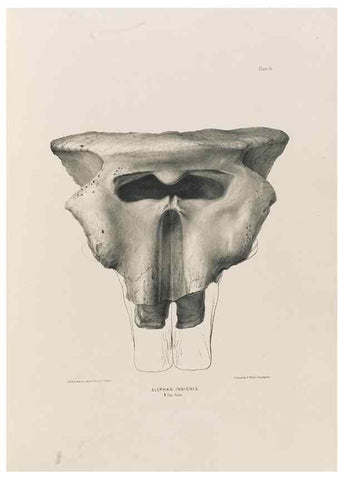 Reproducción/Reproduction 49227263358: Fauna antiqua sivalensis, being the fossil zoology of the Sewalik Hills, in the north of India. London :Smith, Elder and Co.,1846.. 