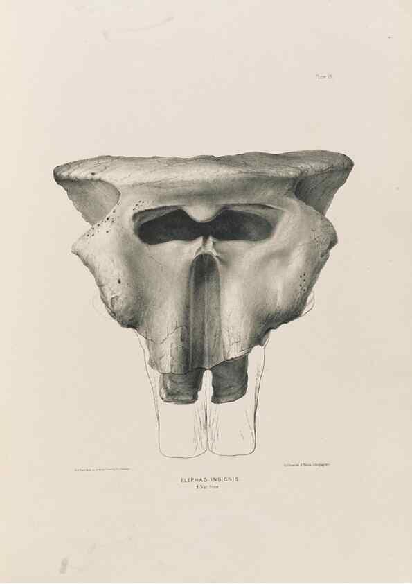 Reproducción/Reproduction 49227263358: Fauna antiqua sivalensis, being the fossil zoology of the Sewalik Hills, in the north of India. London :Smith, Elder and Co.,1846.. 