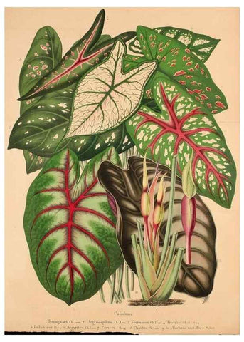 Reproducción/Reproduction 49204173292: Belgique horticole.. Liége.. 
