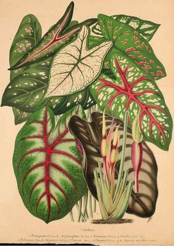 Reproducción/Reproduction 49204173292: Belgique horticole.. Liége.. 