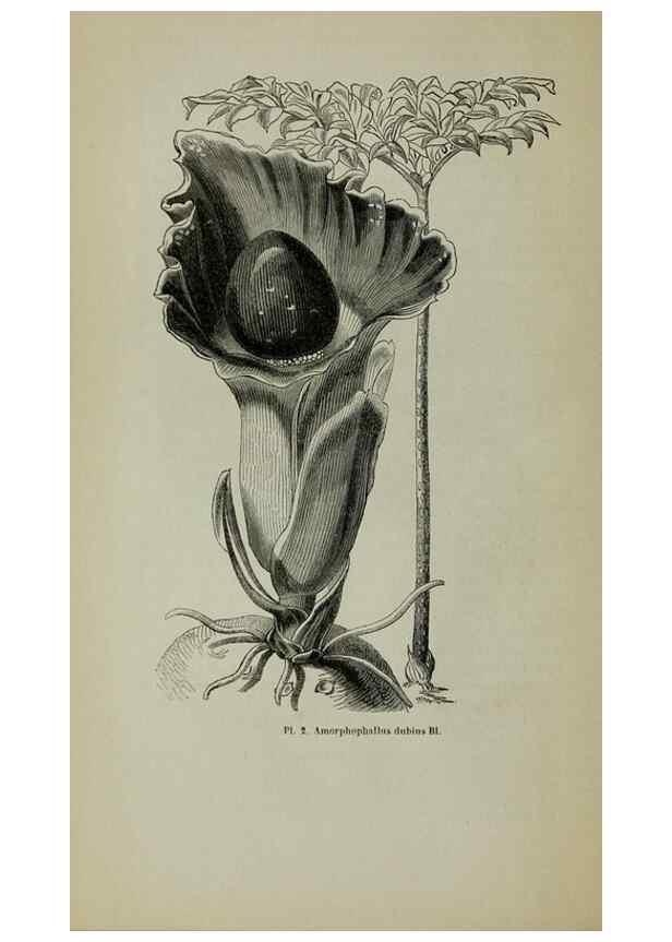 Reproducción/Reproduction 49203473973: Belgique horticole.. Liége.. 