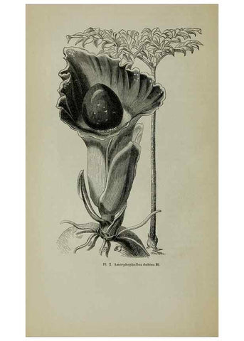 Reproducción/Reproduction 49203473973: Belgique horticole.. Liége.. 