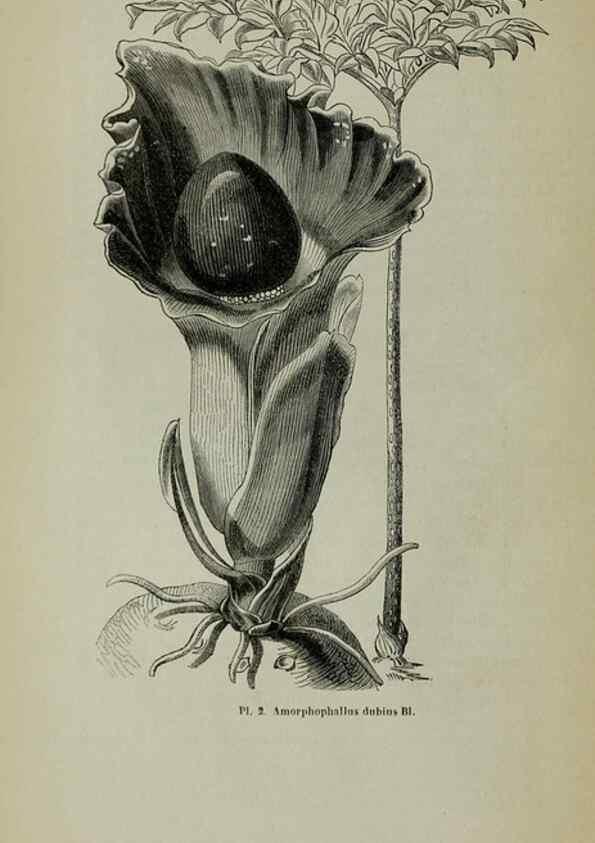 Reproducción/Reproduction 49203473973: Belgique horticole.. Liége.. 