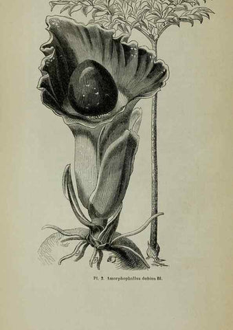 Reproducción/Reproduction 49203473973: Belgique horticole.. Liége.. 