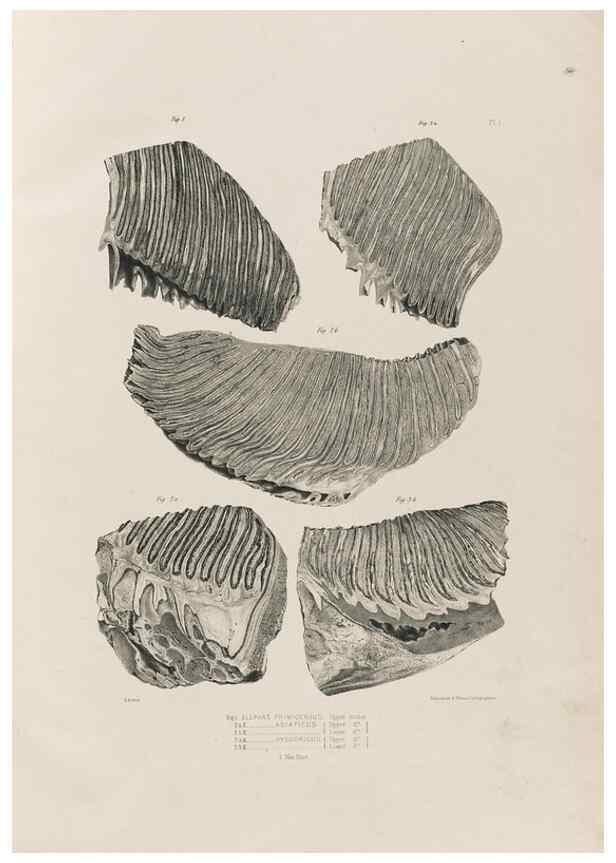 Reproducción/Reproduction 49227953792: Fauna antiqua sivalensis, being the fossil zoology of the Sewalik Hills, in the north of India. London :Smith, Elder and Co.,1846.. 