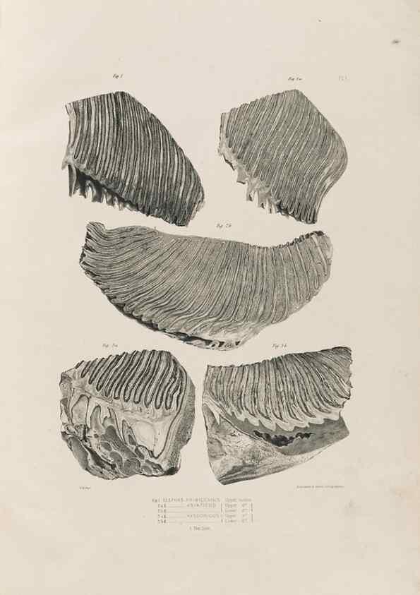 Reproducción/Reproduction 49227953792: Fauna antiqua sivalensis, being the fossil zoology of the Sewalik Hills, in the north of India. London :Smith, Elder and Co.,1846.. 