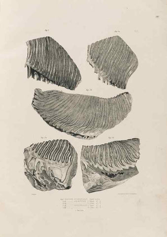 Reproducción/Reproduction 49227953792: Fauna antiqua sivalensis, being the fossil zoology of the Sewalik Hills, in the north of India. London :Smith, Elder and Co.,1846.. 