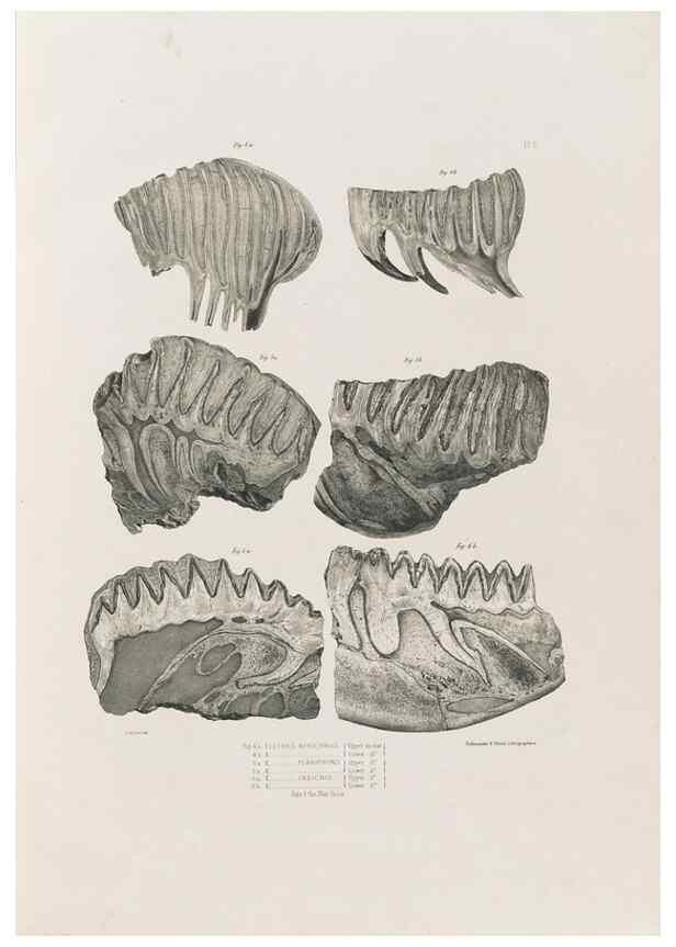 Reproducción/Reproduction 49227954292: Fauna antiqua sivalensis, being the fossil zoology of the Sewalik Hills, in the north of India. London :Smith, Elder and Co.,1846.. 