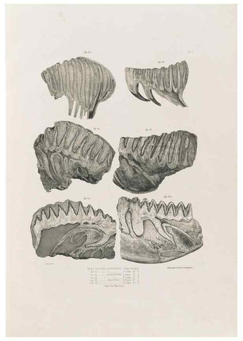 Reproducción/Reproduction 49227954292: Fauna antiqua sivalensis, being the fossil zoology of the Sewalik Hills, in the north of India. London :Smith, Elder and Co.,1846.. 