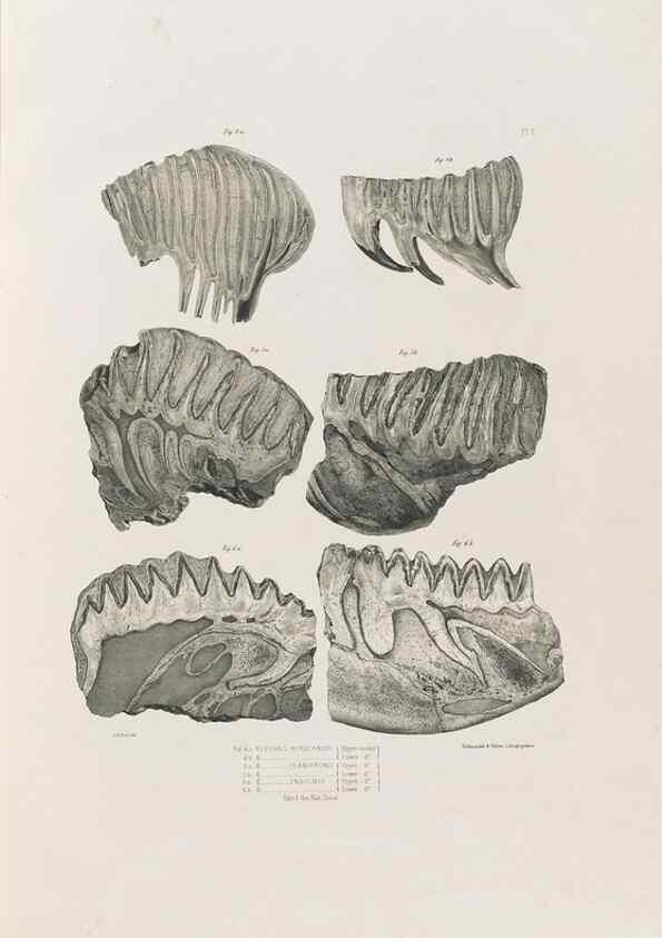 Reproducción/Reproduction 49227954292: Fauna antiqua sivalensis, being the fossil zoology of the Sewalik Hills, in the north of India. London :Smith, Elder and Co.,1846.. 