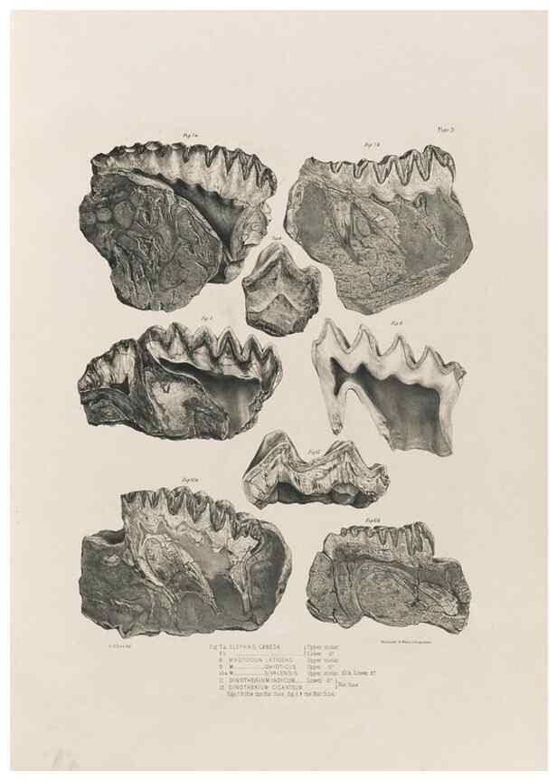 Reproducción/Reproduction 49227728296: Fauna antiqua sivalensis, being the fossil zoology of the Sewalik Hills, in the north of India. London :Smith, Elder and Co.,1846.. 